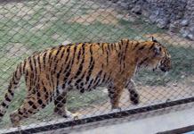 ফের আলিপুর চিড়িয়াখানায় বাঘিনী মৃত্যু! গত তিনমাসে মৃত ৩ রয়্যাল বেঙ্গল